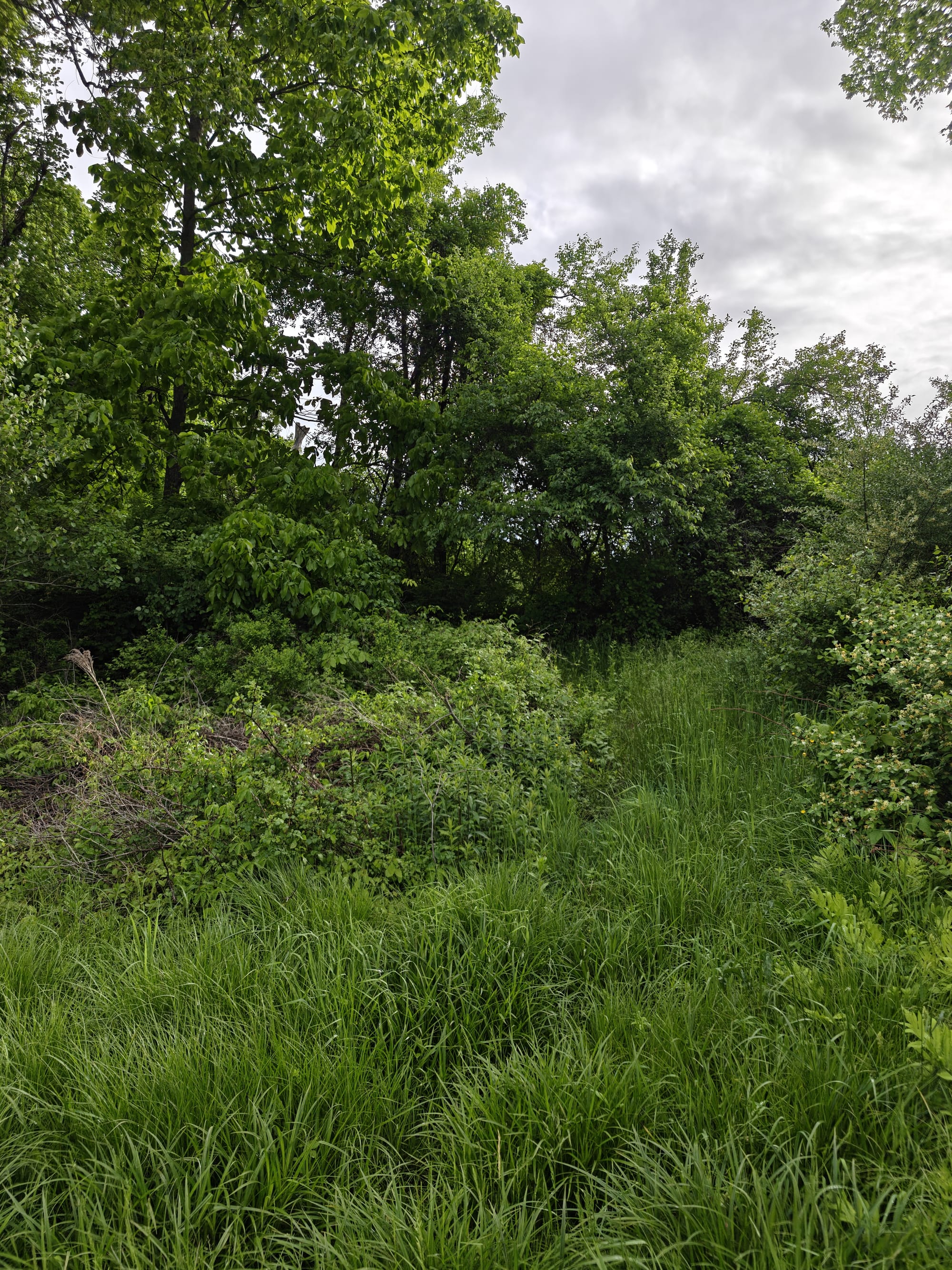 Wild green growth, thick trees, and tall grass along a possible old railroad line path.