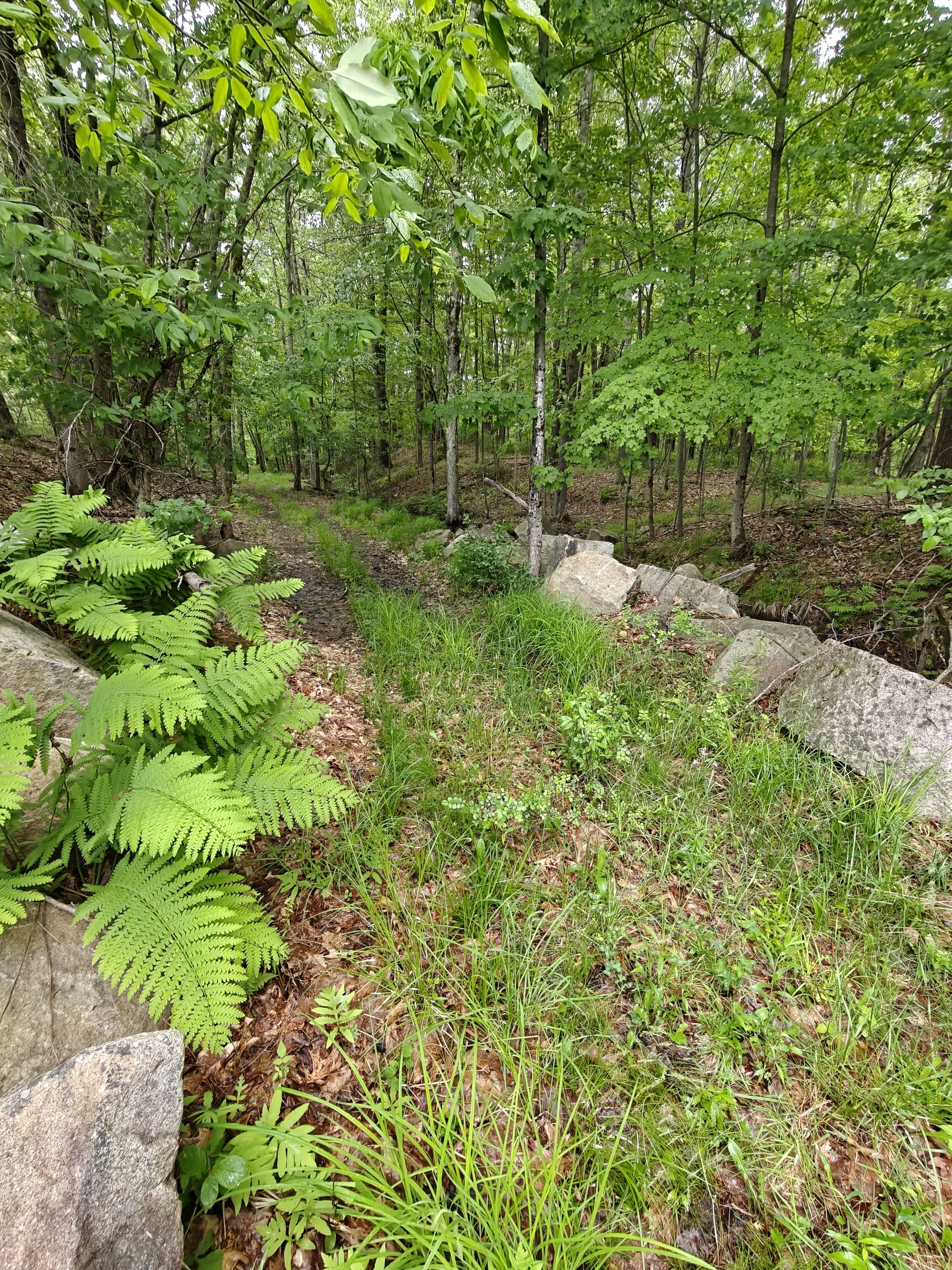 Forest path winding into a green forest, with large ferns and rocks in the foreground.