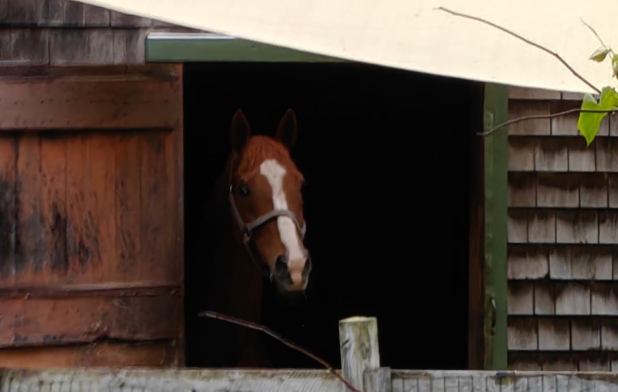 Brown horse with a white blaze looks out of a wooden stable door.