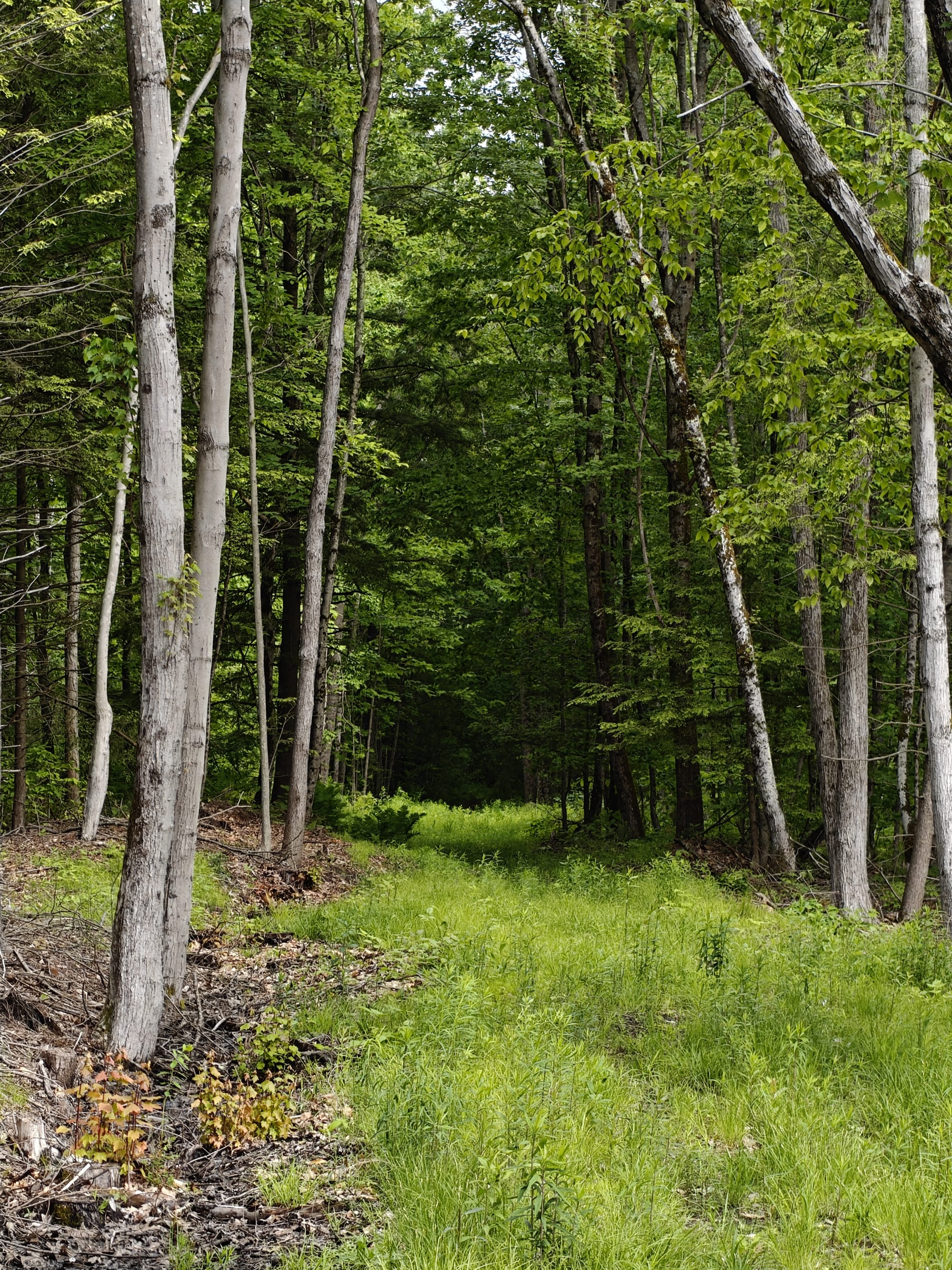 A former railroad bed, now a grassy path, cuts through a lush green forest.