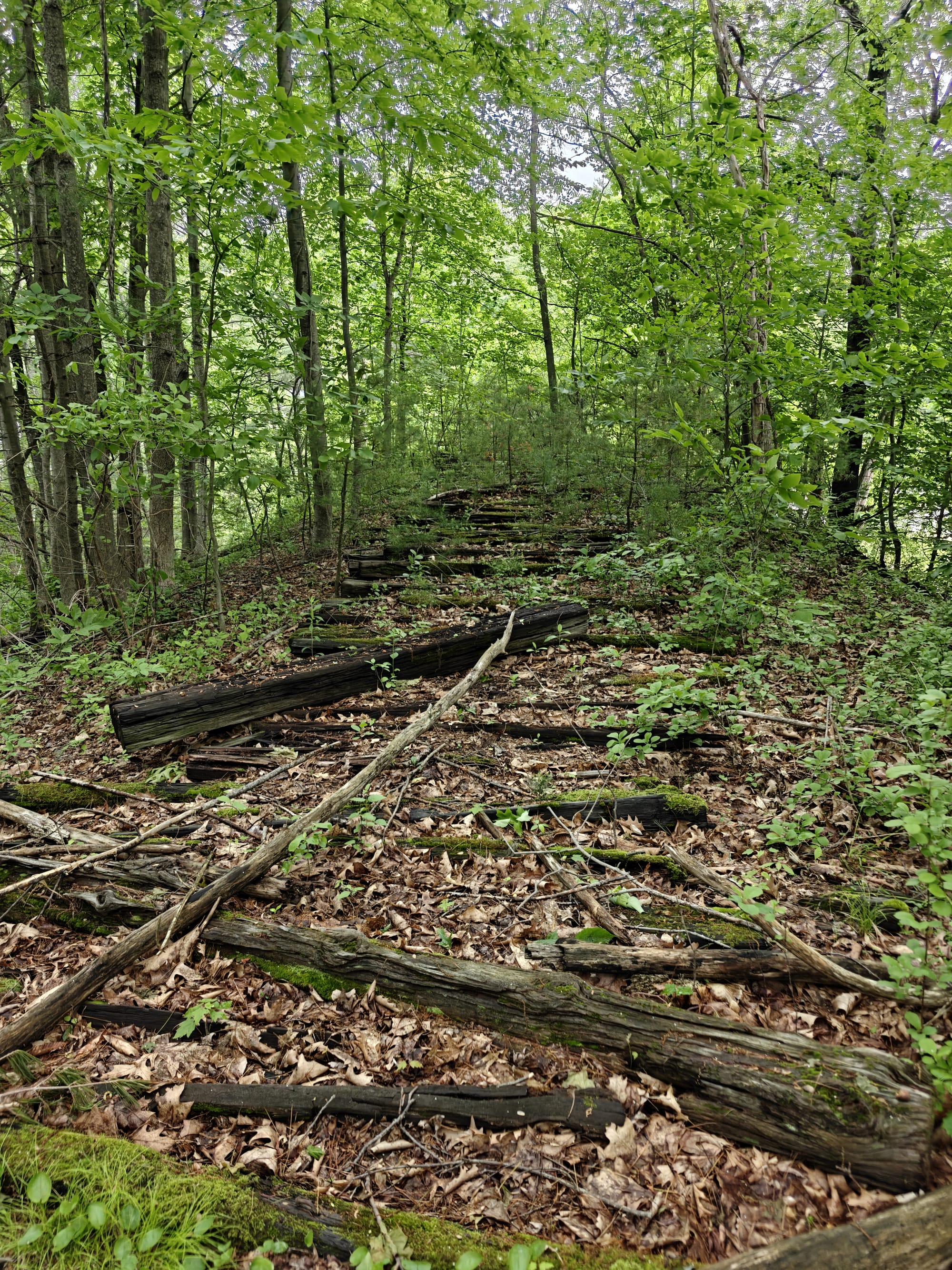 Weathered railroad ties disappear into an overgrown forest path.