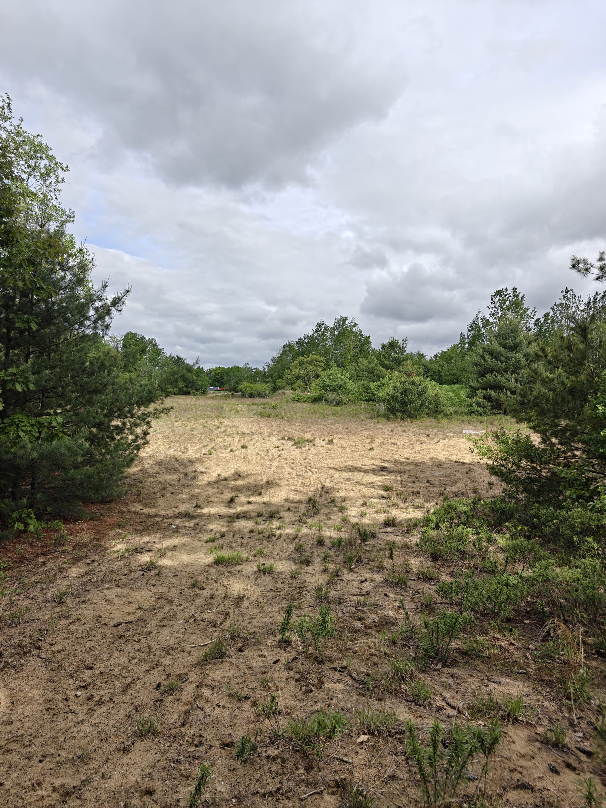 Sandy clearing with scattered vegetation surrounded by trees under a cloudy sky.
