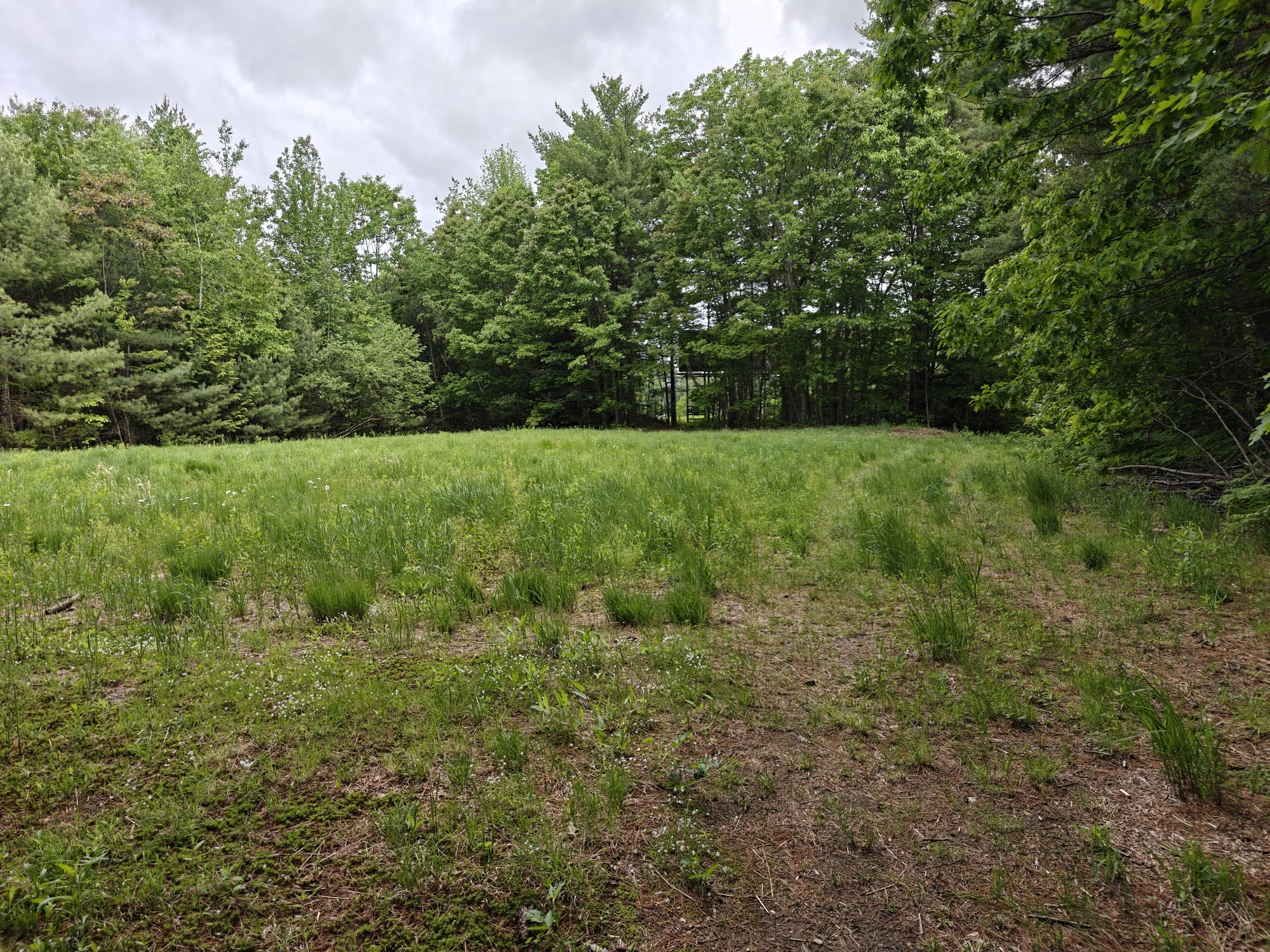 Grassy field with a path leading towards a dense forest edge under a cloudy sky.