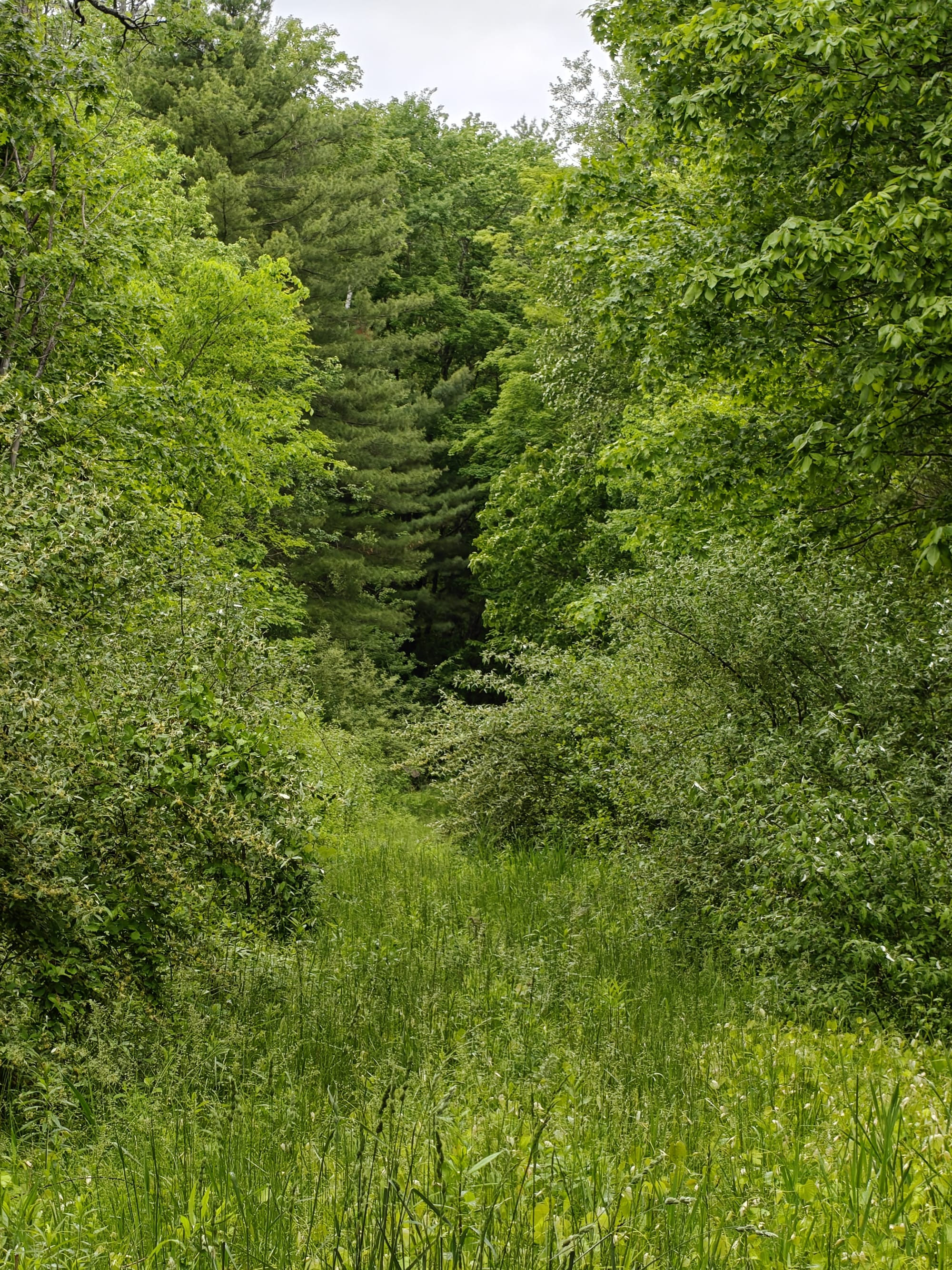 Overgrown green path leading into a dense forest of tall trees.