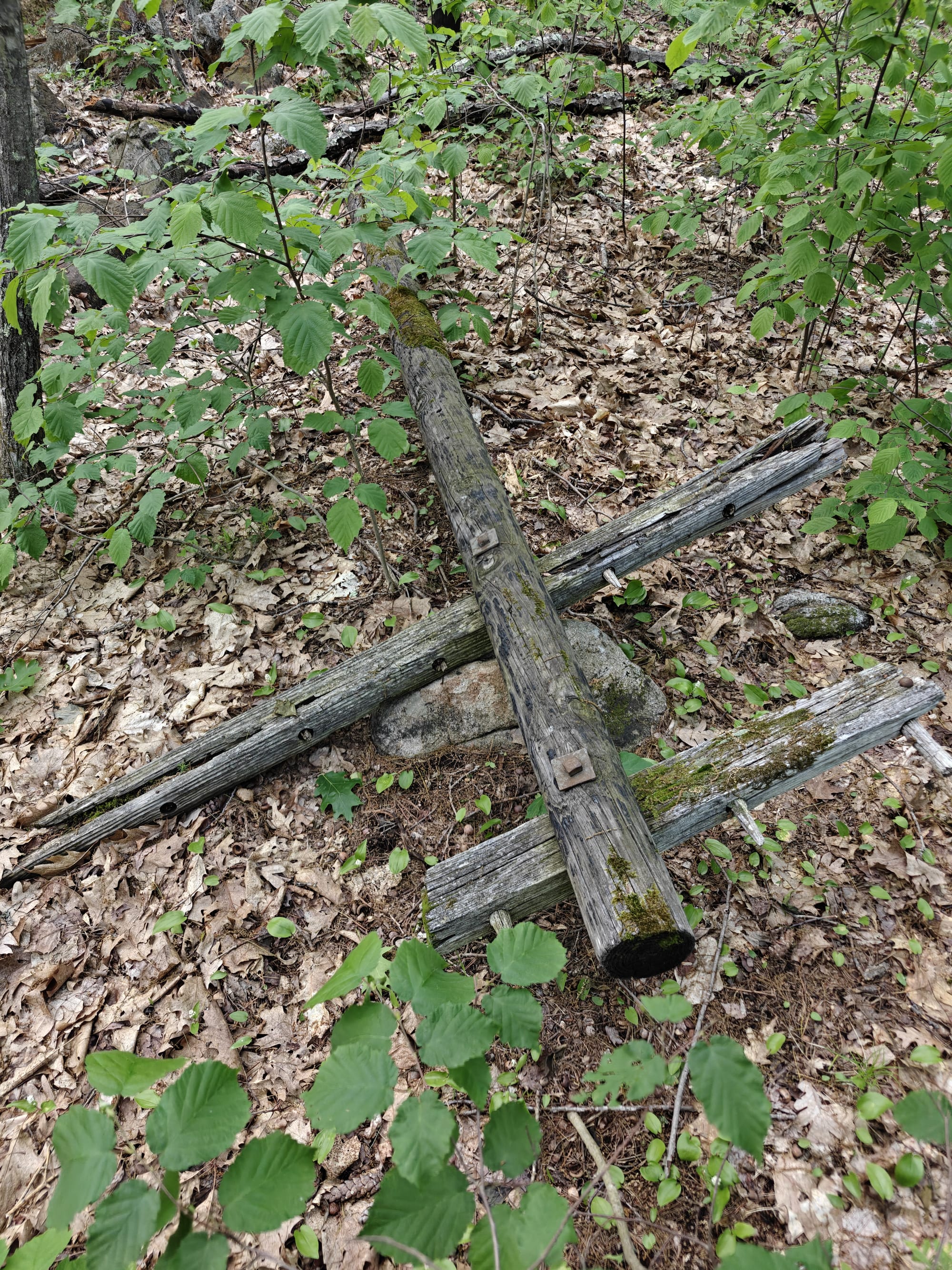 Old mossy telegram pole on a leaf-covered forest floor, remnants of the defunct line.