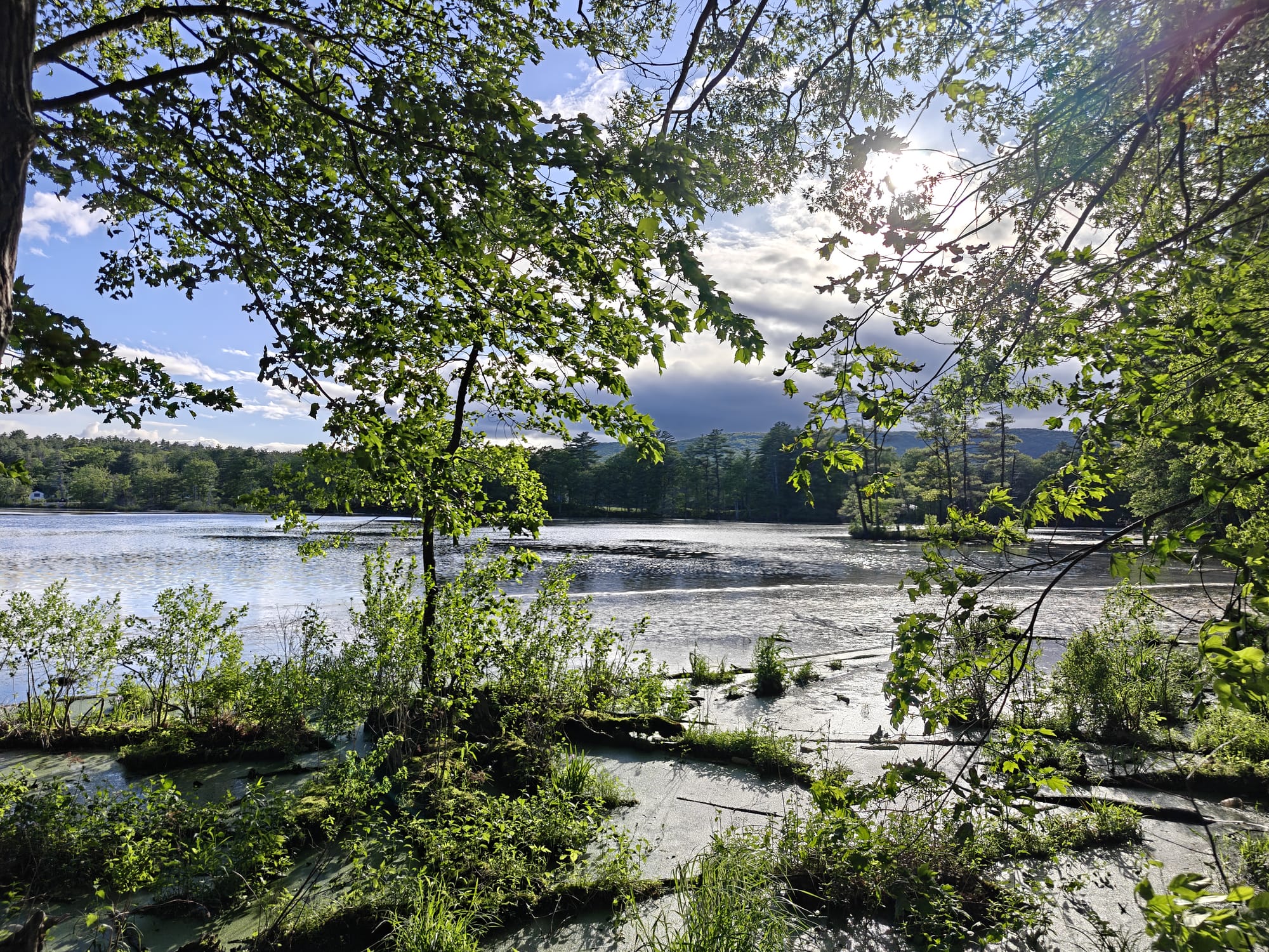 Green leaves frame a sunlit pond with trees and hills on the far bank.