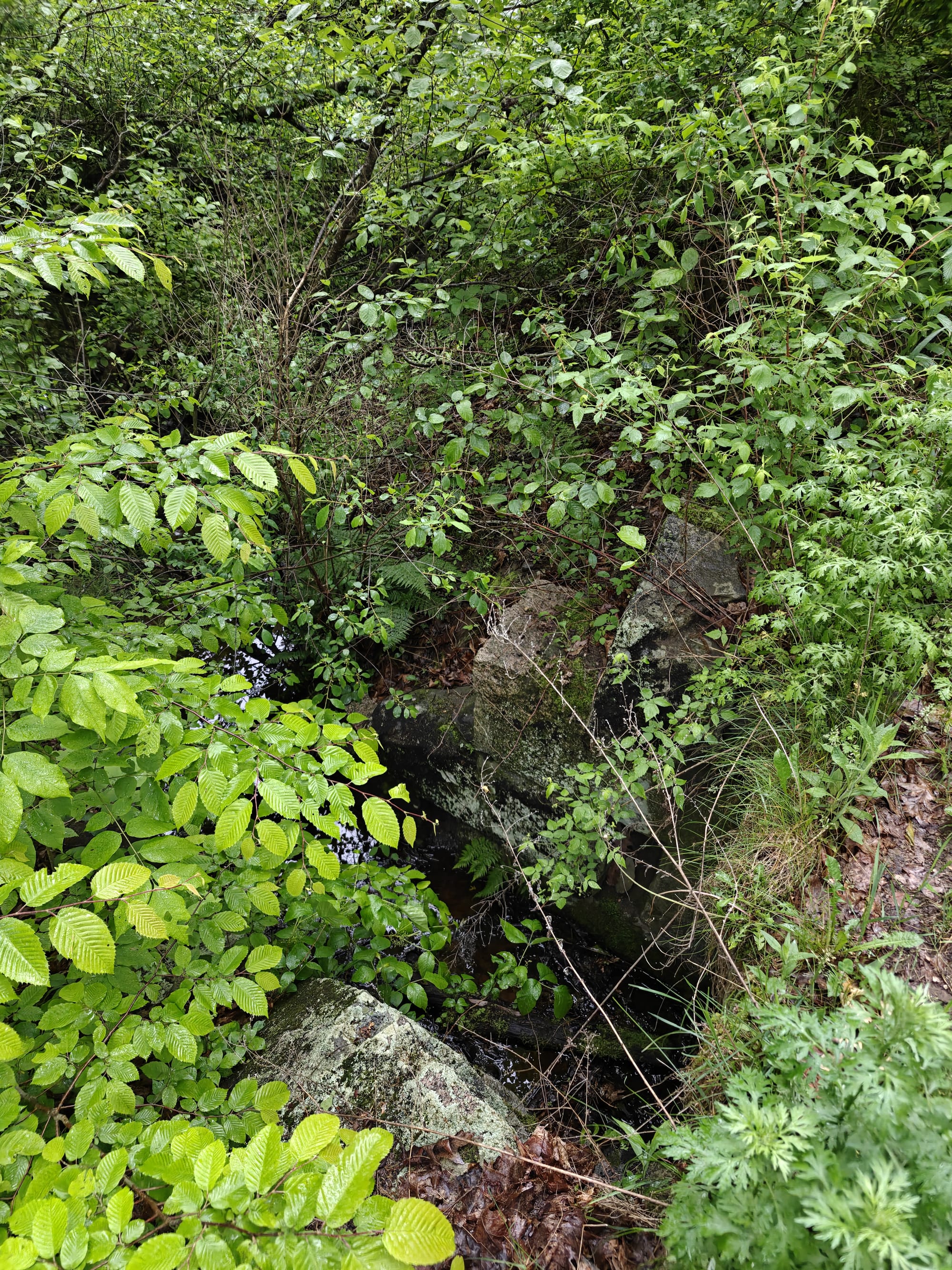 Dense green foliage, rocks, and dark water in a stream bed.