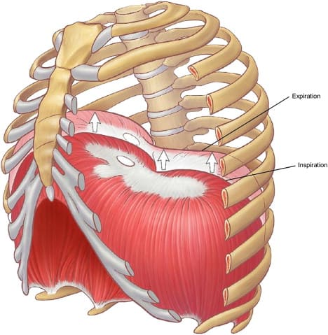 diaphragme fonctionnement