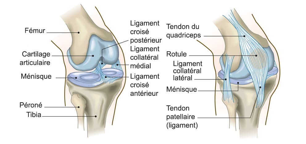 tendons genoux