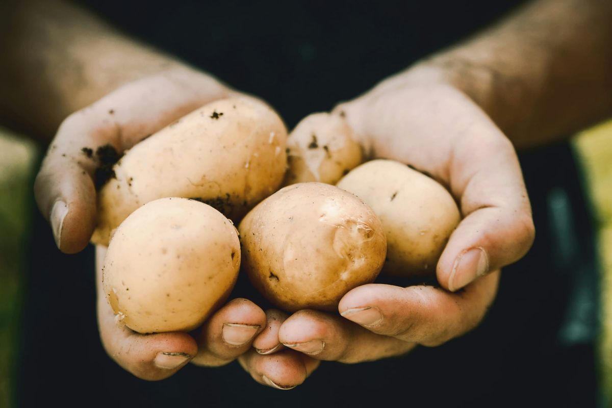 Pomme de terre