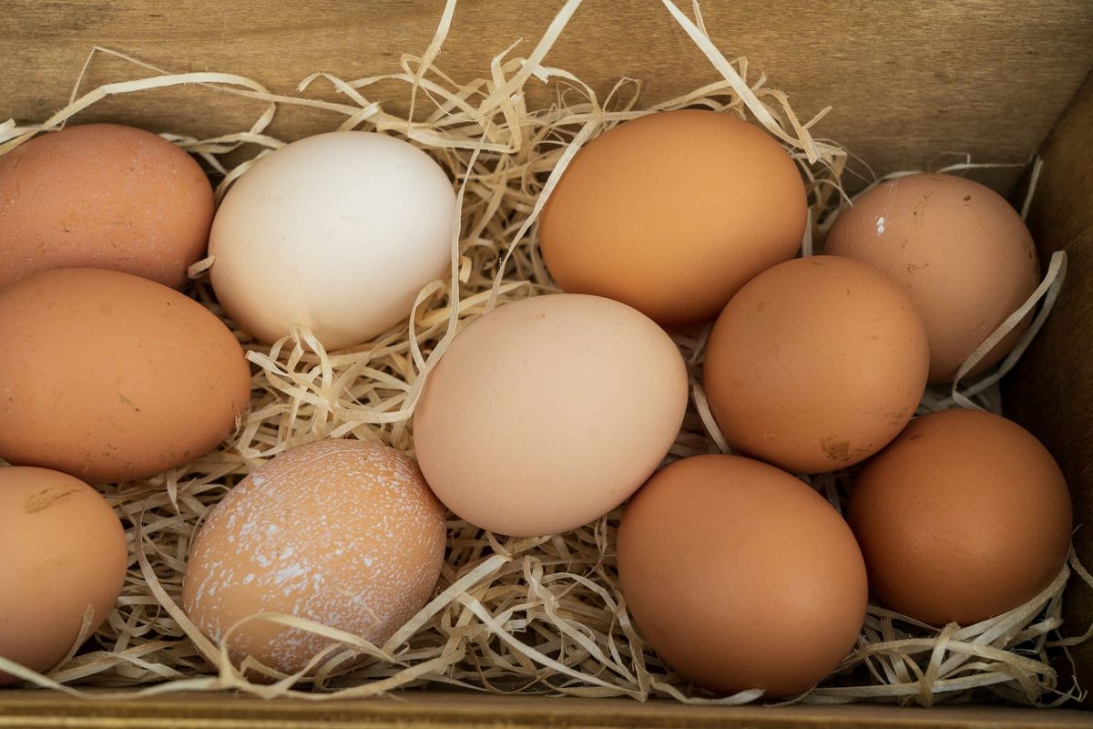 oeuf