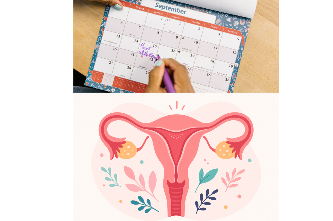 règles et cycles menstruels