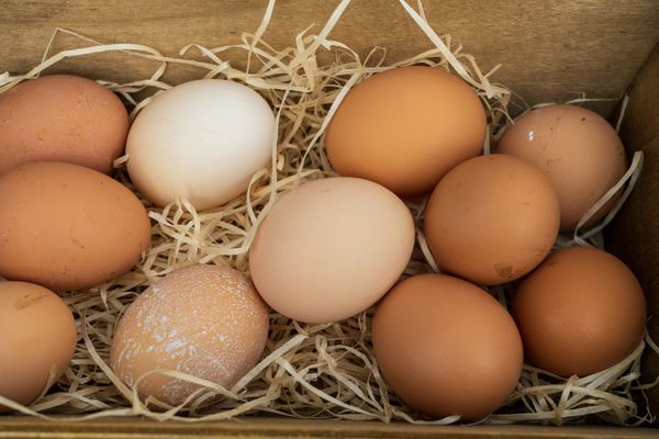 oeuf