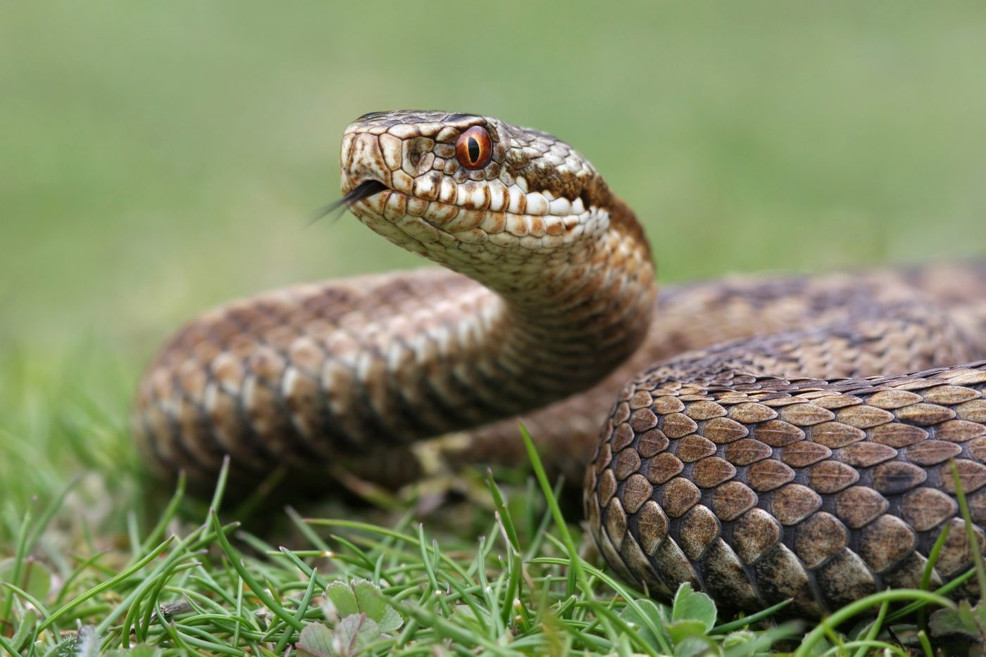 A snake with a very Sauron-like eye