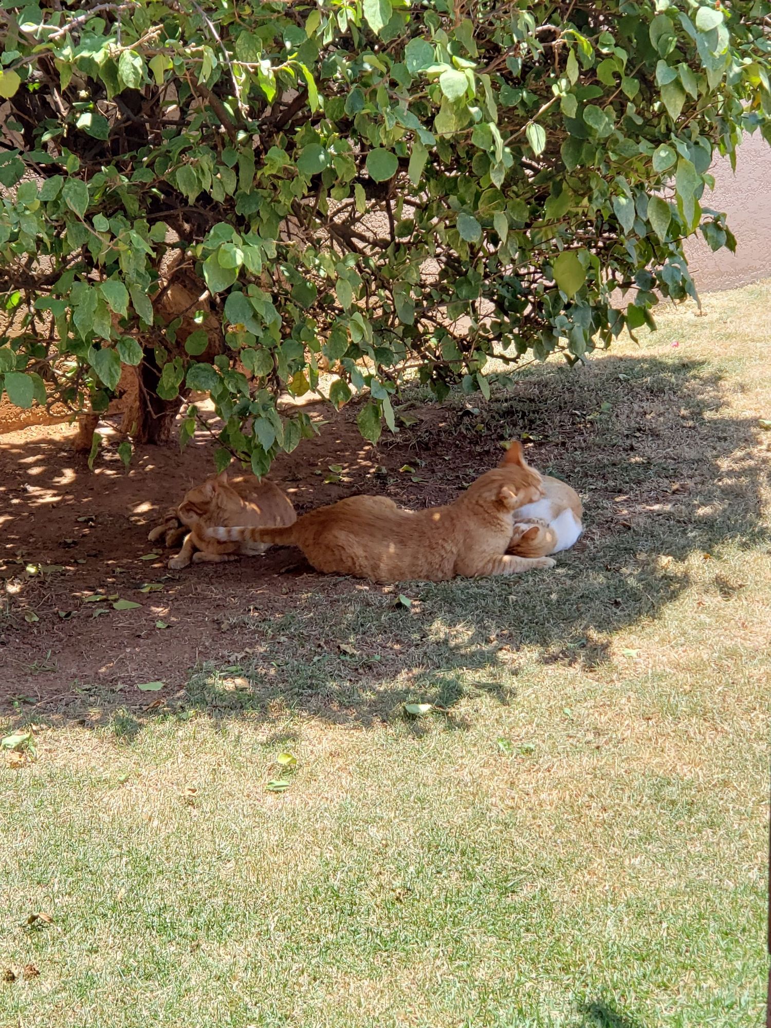Long-Distance Gardening