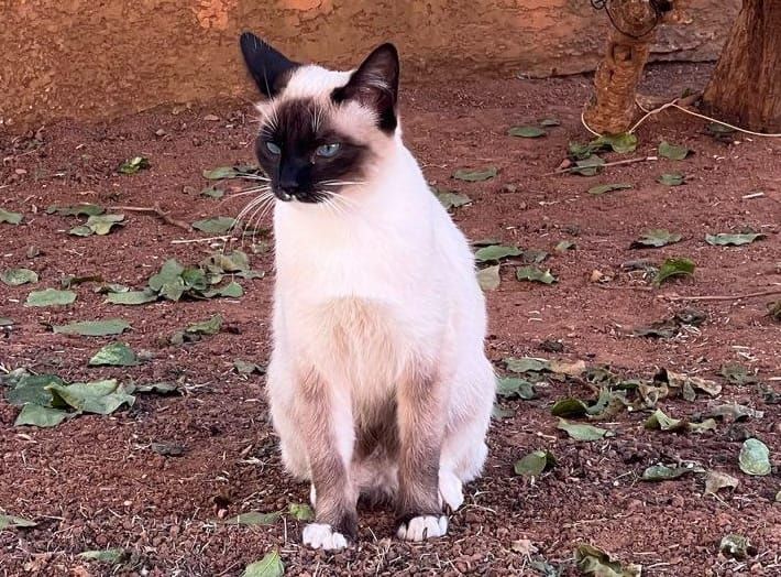 Are you a different person when you speak a different language?