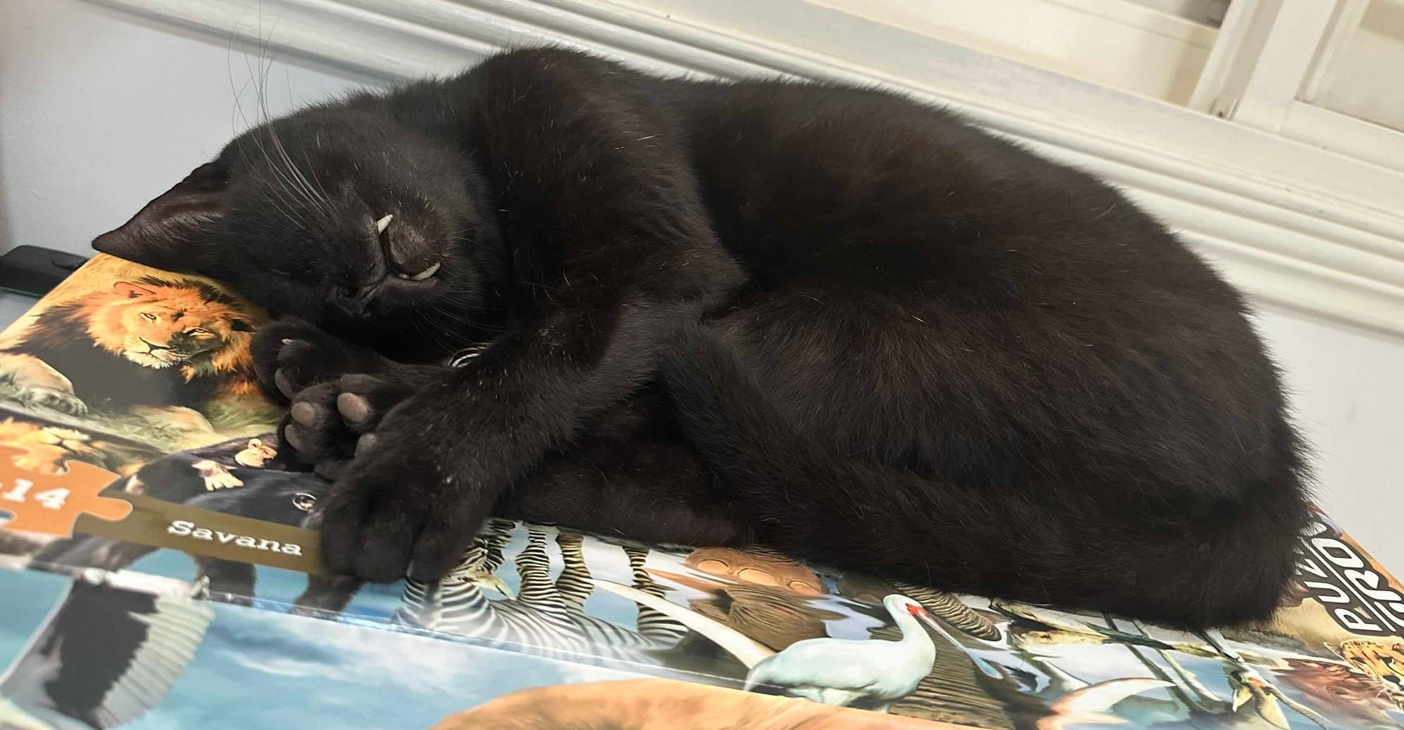 Religion, Politics, and Moral Philosophy