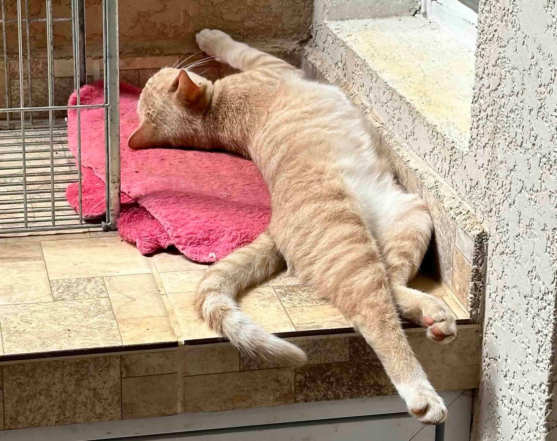 Self-honesty, humility, and competence empathy