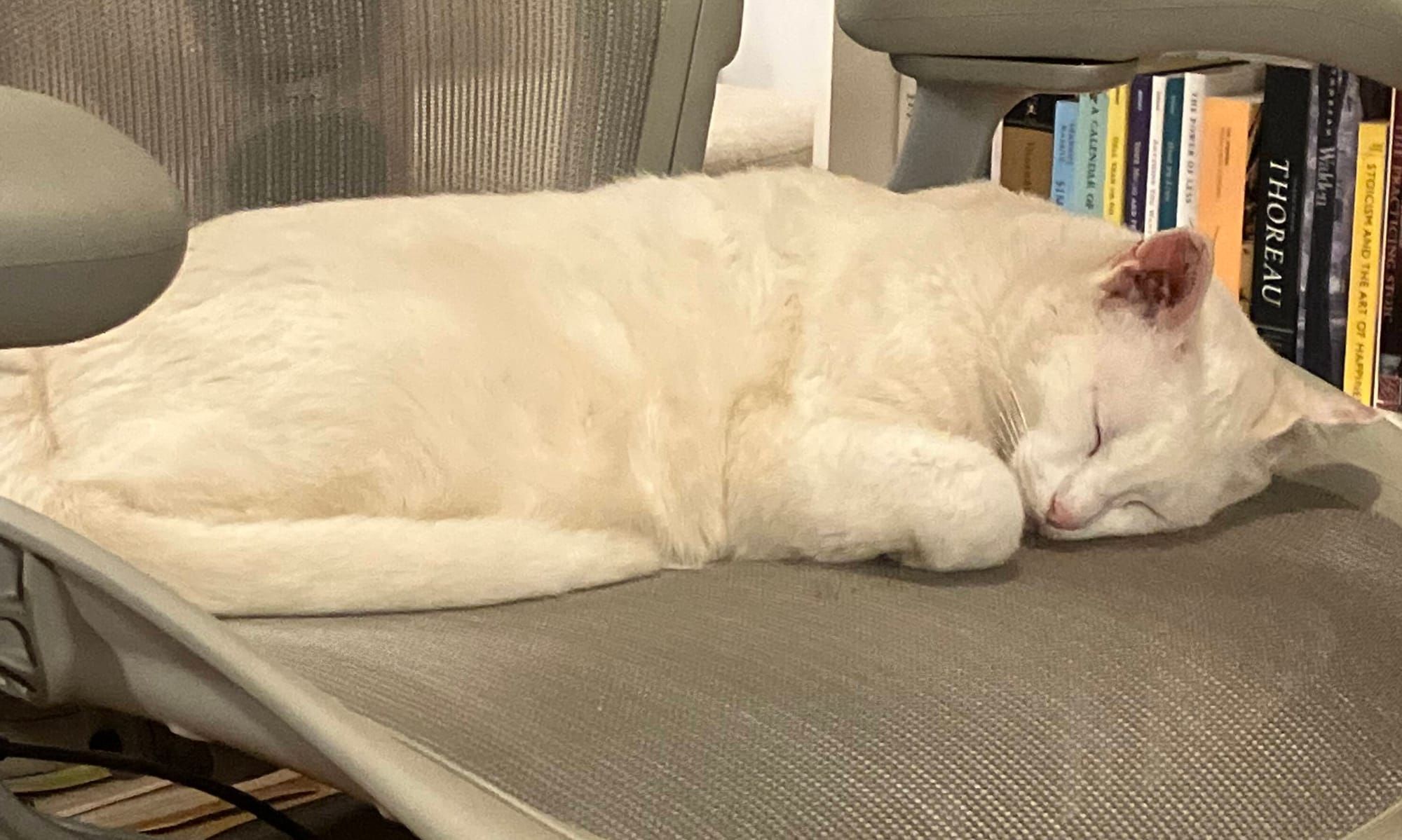 What is Consciousness?