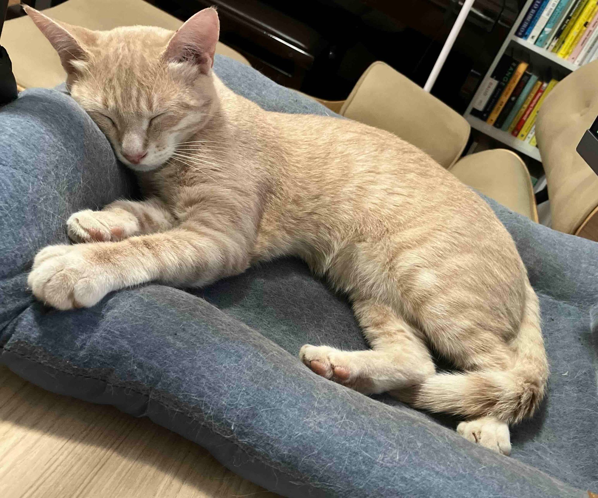 Deontological Confusion