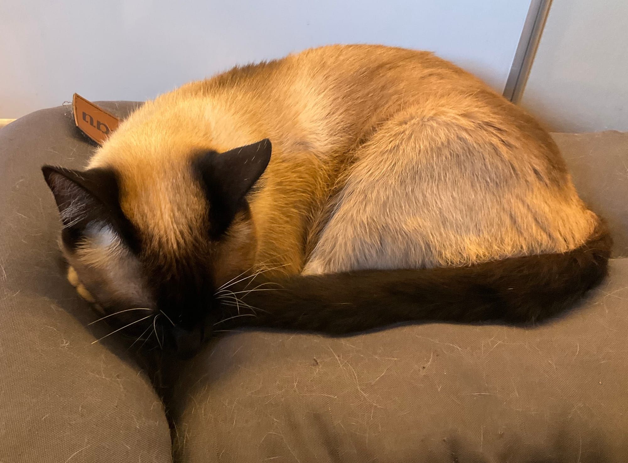 30 Day Non-Vegan Experiment Results