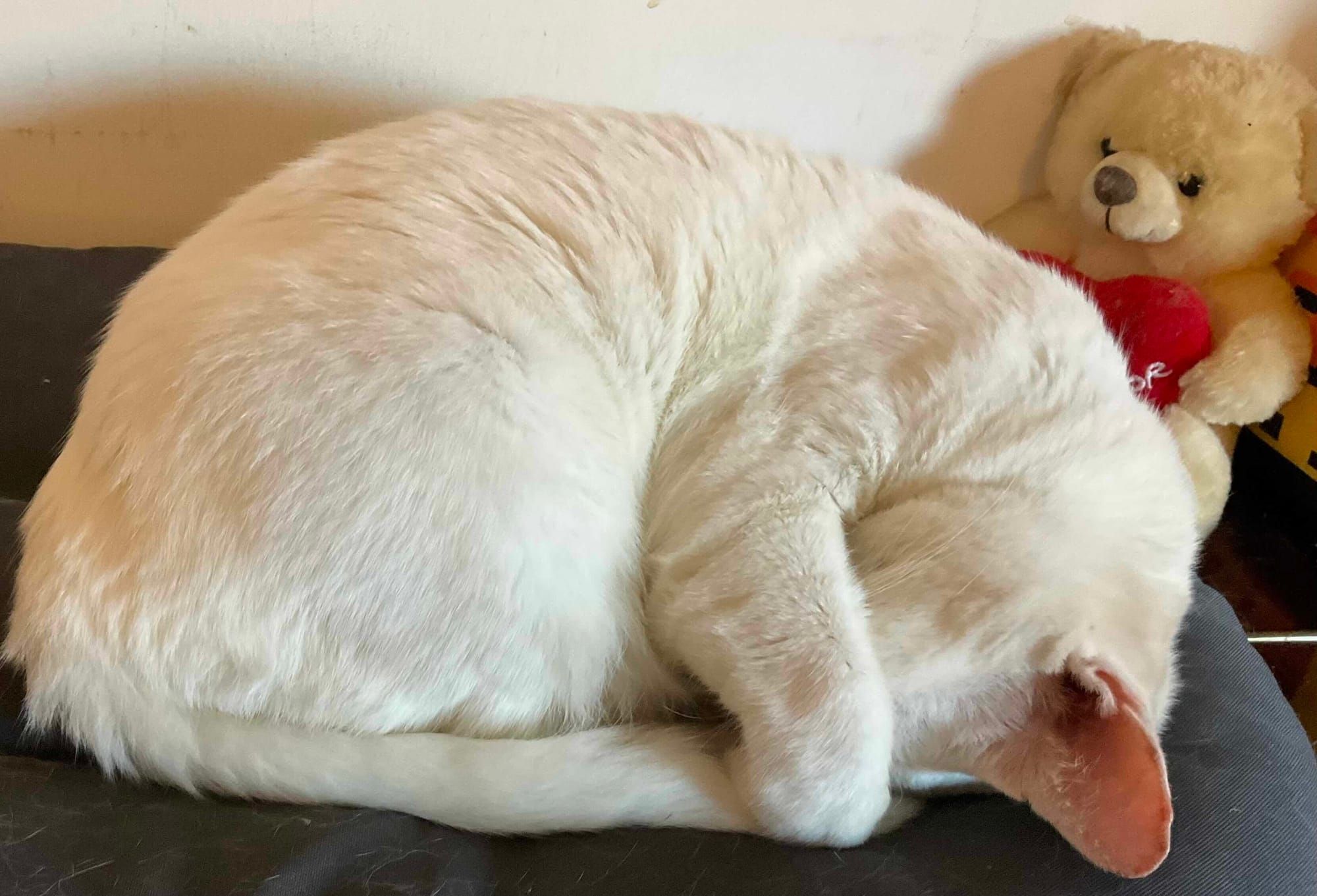 Is Vibe Coding the New Rails?