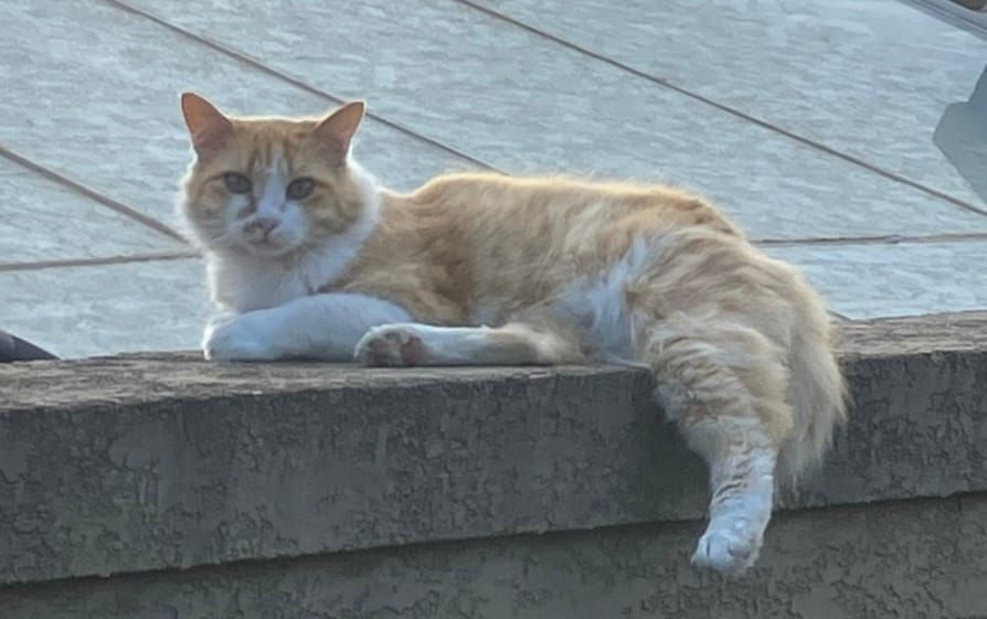 Recent books and brief AI reflections