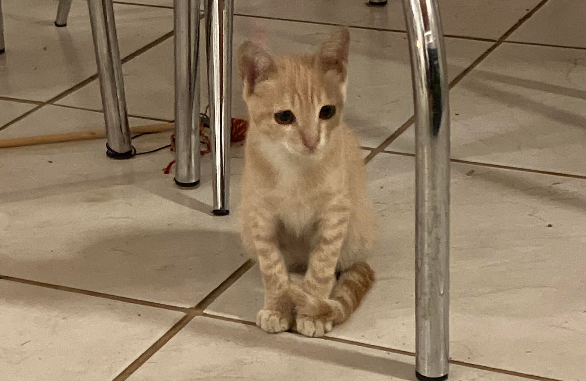 Artificial General Intelligence