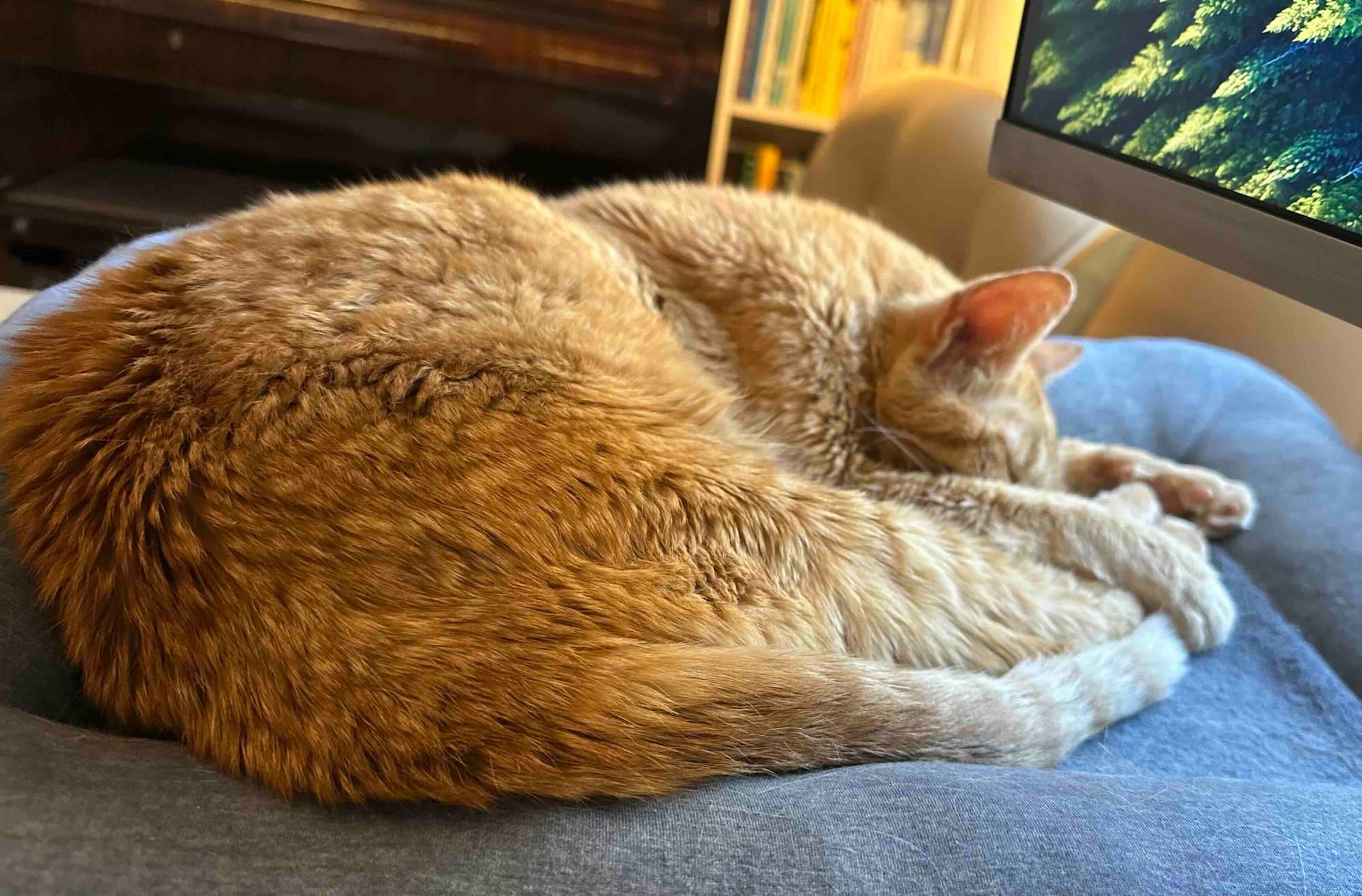 What happens to software given AI?