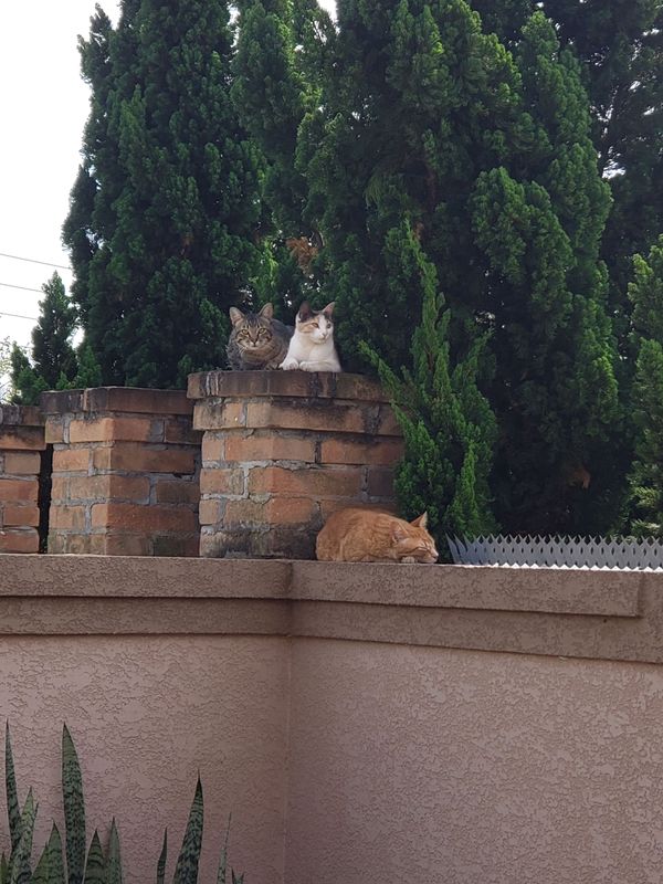 Being happy is a bad (modern) life goal