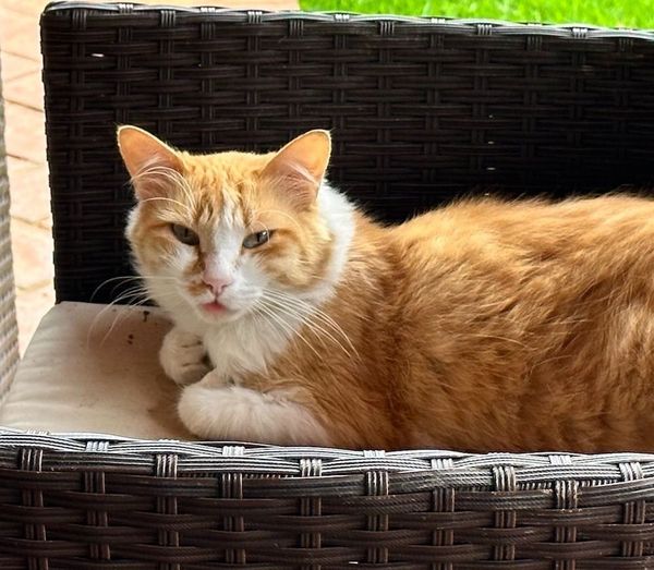 Drive: The desire to strive