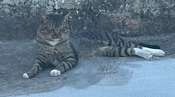 Antifragility: Turning stress into strength