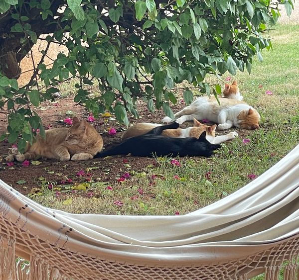 On feeling strongly about uncertain moral truths