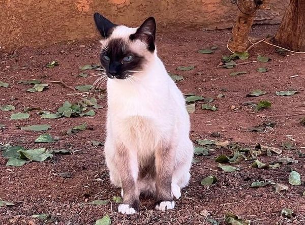 Are you a different person when you speak a different language?