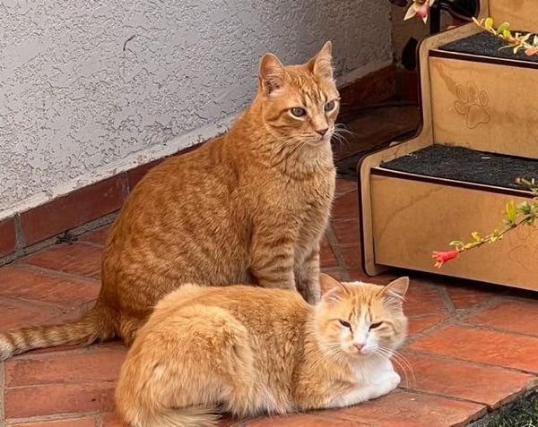 Leader, Manager and Expert – The 3 Startup Roles