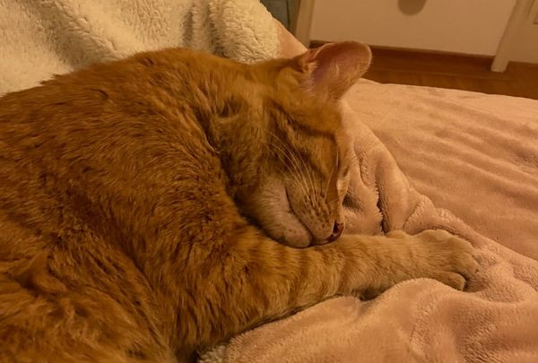 How we choose: Do we have free will?