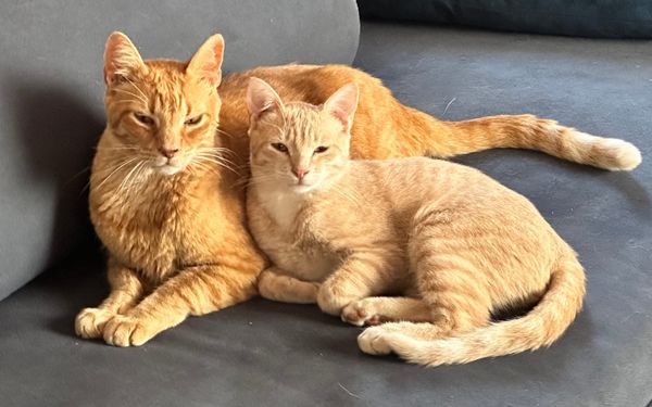 Universal Excellence – Pursue excellence in everything you choose to do