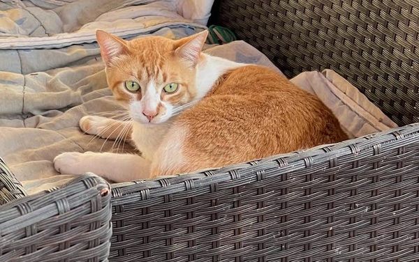 Stories are the brain's programming language