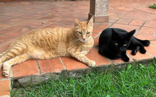 Using skill-pressure to build competencies