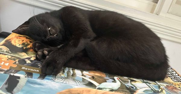 Religion, Politics, and Moral Philosophy