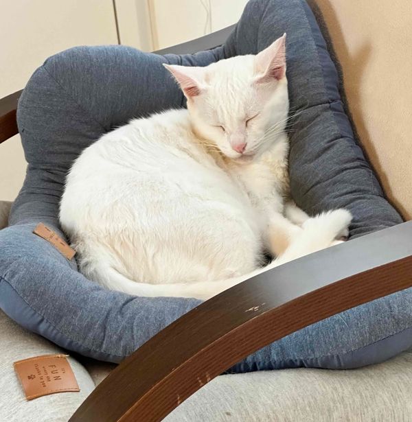 Adding perspective through the competence canvas