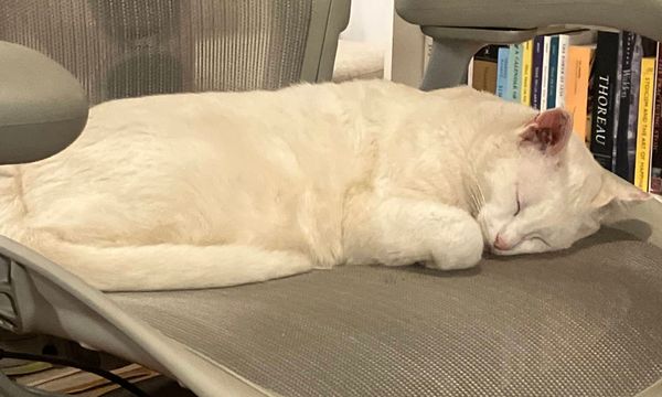 What is Consciousness?