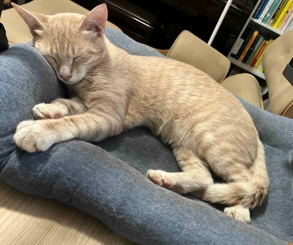 Deontological Confusion