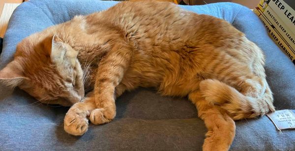 Are you talking to a robot?