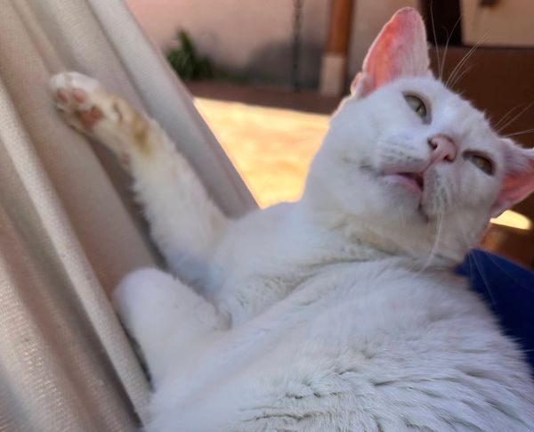 Apple Watch, but no iPhone