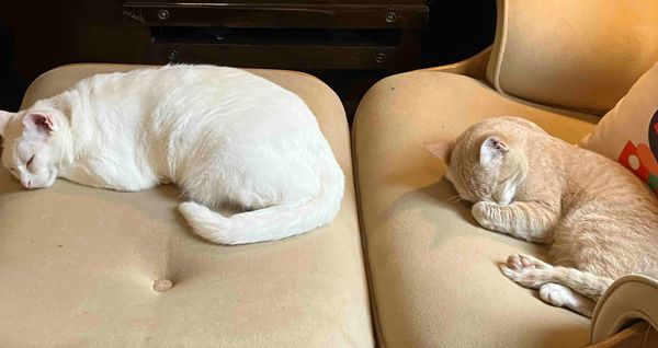 What happens to our jobs given AI?