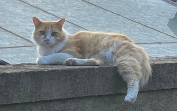 Recent books and brief AI reflections