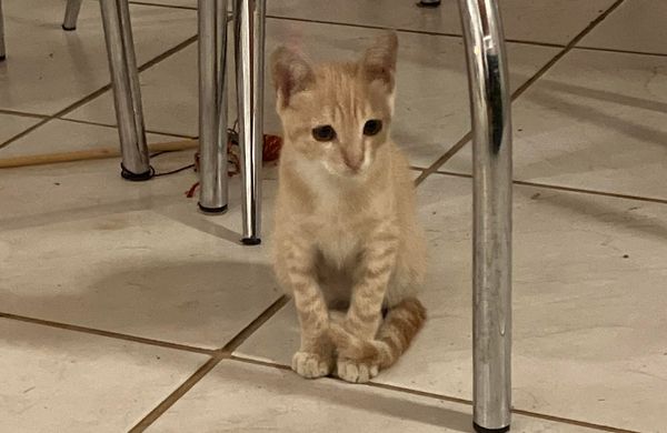 Artificial General Intelligence