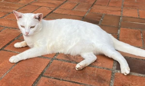 IA fora dos Estados Unidos