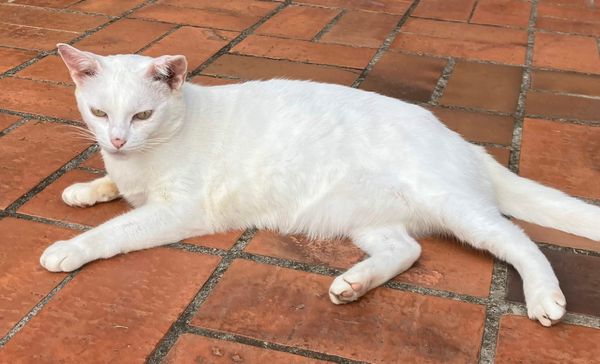 Delegating Attention